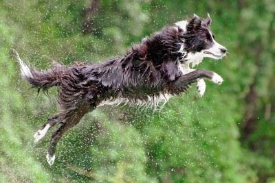 Border collie hot sale rescue dogs